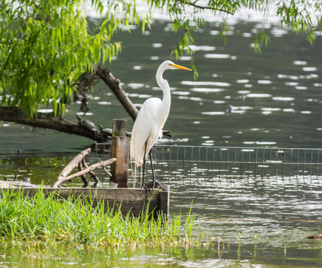 Birding in Sabine Parish - No Man's Land