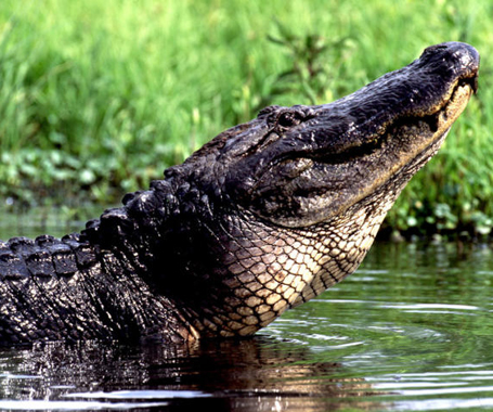 Creole Nature Trail