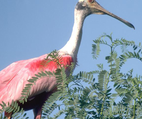 Birding on the Creole Nature Trail - No Man's Land